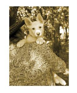 guthrie and dog 3